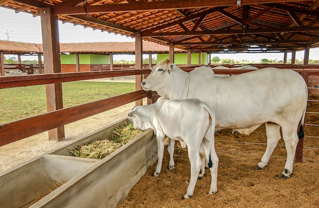 Zdjęcie bydło krowy i cielę nelore na farmie w campina grande paraiba, brazylia