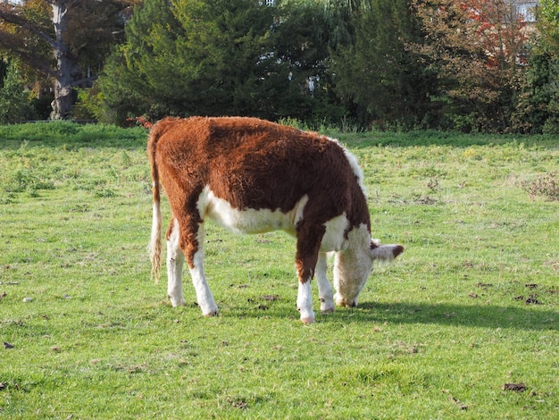 Bydło łąkowe Coe Fen w Cambridge