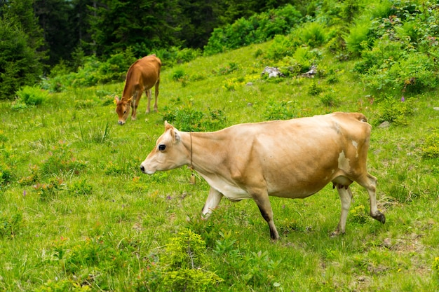 Bydło Na Polu Highland Rize Turcja