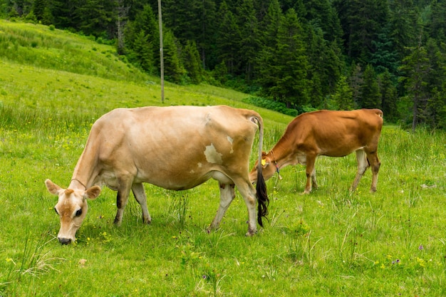 Bydło Na Polu Highland Rize Turcja