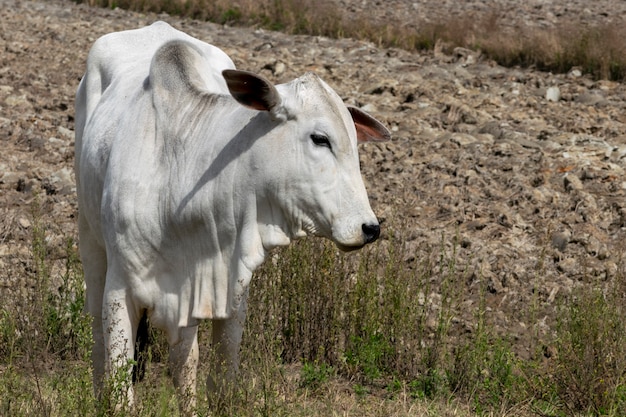 Bydło Nellore na pastwisku