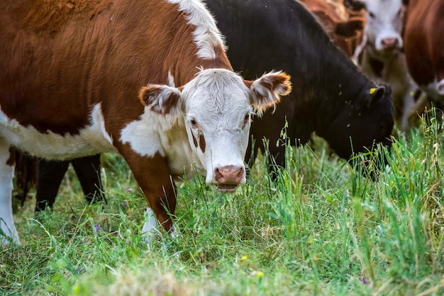 Bydło patrzące w kamerę La Pampa Prowincja Patagonia Argentyna