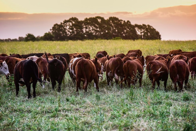 Bydło patrzące w kamerę La Pampa Prowincja Patagonia Argentyna