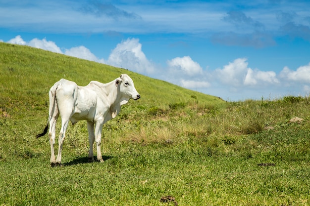 Bydło rolny montain pecuaria Brazil