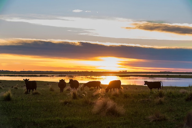 Bydło w pampasach Krajobraz La Pampa Argentina