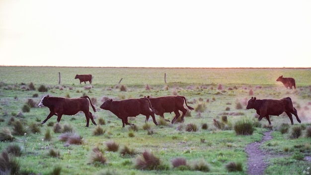 Byki hodowane na naturalnej trawie Argentyna