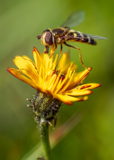 Bzygowate, syropowate, syropowate, owady z rodziny Syrphidae. Przebierają się za niebezpieczne owady, osy i pszczoły. Dorosłe osobniki wielu gatunków żywią się głównie nektarem i kwiatami pyłku.