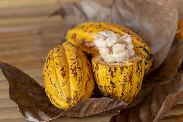 Cacao owoc, surowe cacao fasole i Kakaowy strąk tło