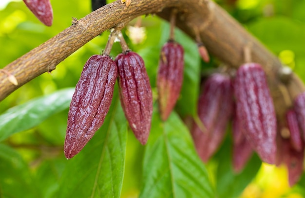 Cacao Tree Theobroma cacao Organiczne strąki kakaowca w naturze