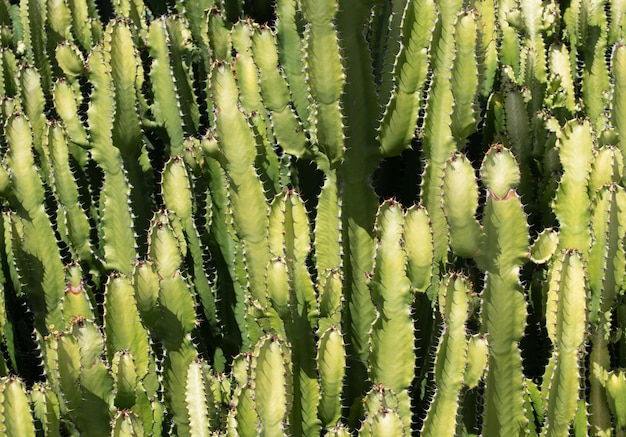 Cactus backdround, wzór kaktusów lub wzór cactaceae.