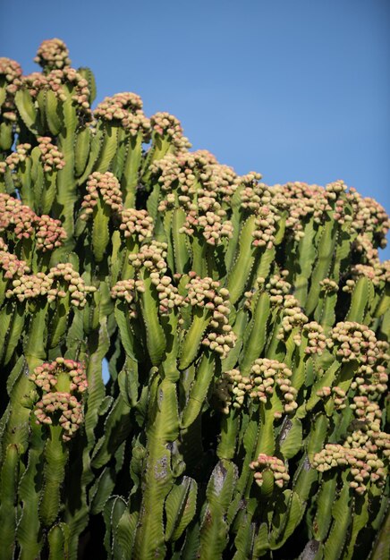 Cactus Backdround, Wzór Kaktusów Lub Wzór Cactaceae.