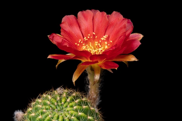 Cactus Flower Pictures Piękne kwitnące w kolorowe.