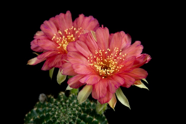 Cactus Flower Pictures Piękne kwitnące w kolorowe.