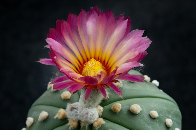 Cactus Flower Pictures Piękne kwitnące w kolorowe.