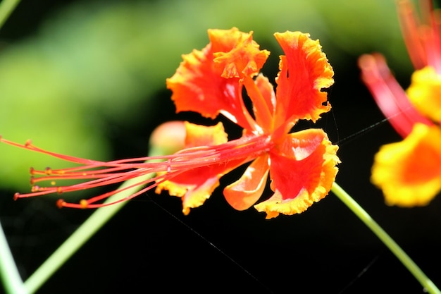 Caesalpinia Pulcherrima kwitnie na roślinie