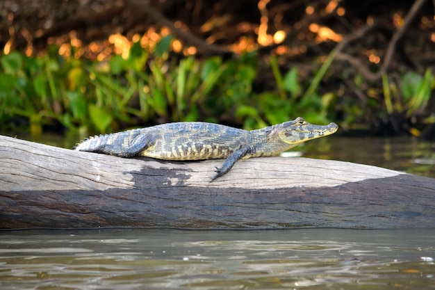 Zdjęcie caiman jacare w rio cuiaba pantanal matogrosso brazylia