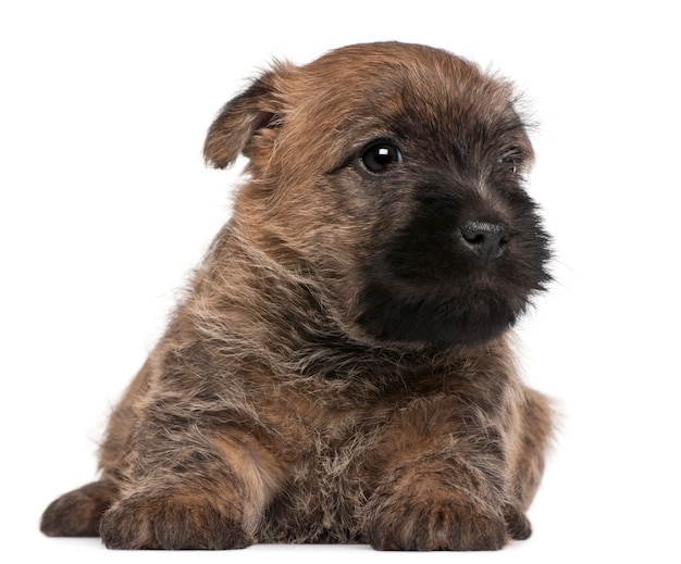 Cairn Terrier Puppy, 6 tygodni