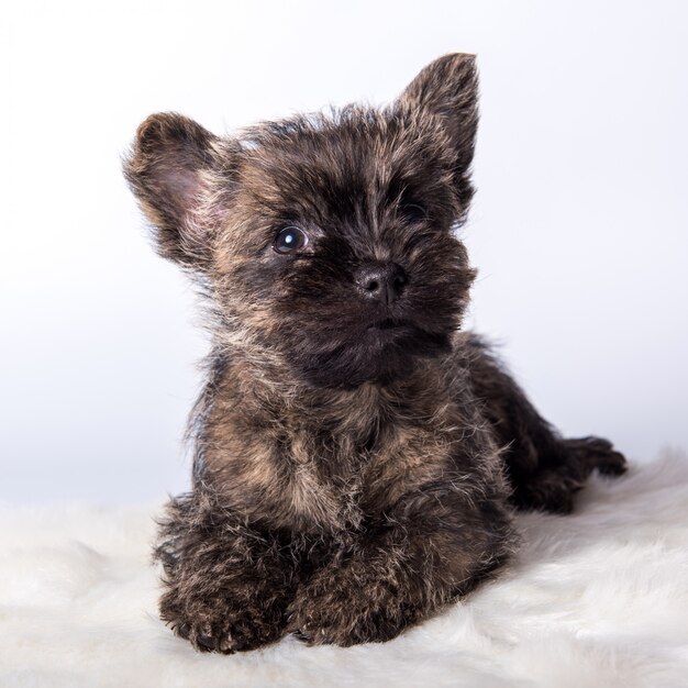 Cairn Terrier szczeniak zbliżenie