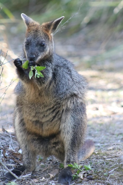 Zdjęcie cała długość kangurów jedzących liście na polu