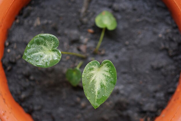 Caladium Bicolor Chaichon W Doniczce świetna Roślina Do Dekoracji Ogrodu