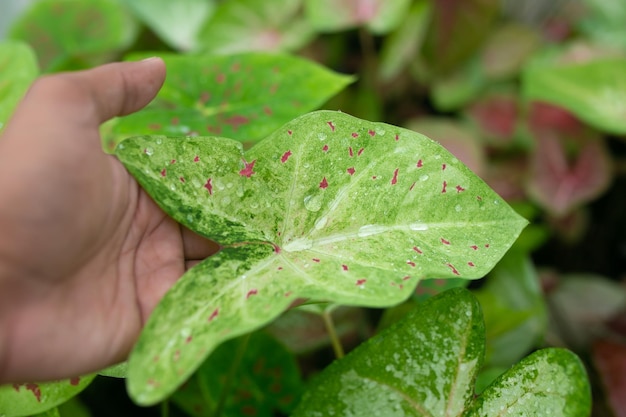 Caladium bicolor jest uważany za królową roślin liściastych