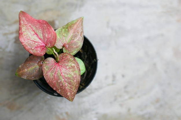 Caladium bicolor jest uważany za królową roślin liściastych