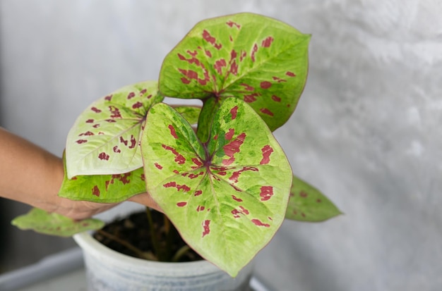 Caladium Bicolor piękne liście najlepiej w doniczce do dekoracji ogrodu