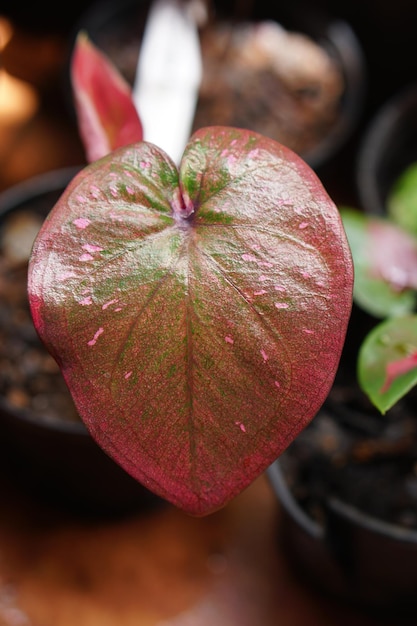 caladium bicolor w doniczce świetna roślina do dekoracji ogrodu