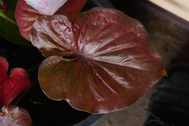 Caladium Bicolor W Doniczce świetna Roślina Do Dekoracji Ogrodu