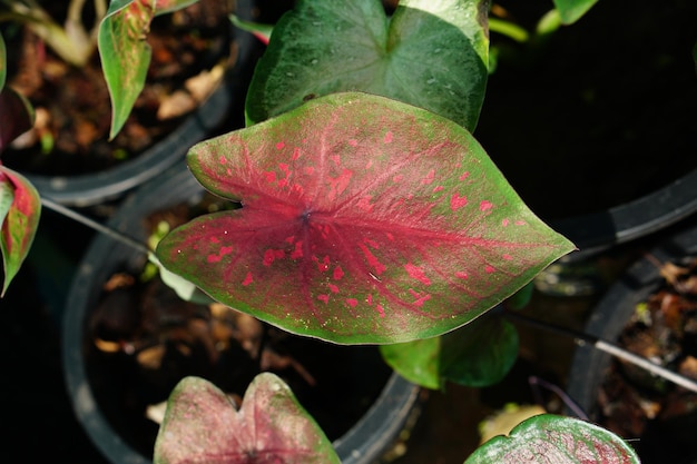 Zdjęcie caladium bicolor w doniczce świetna roślina do dekoracji ogrodu