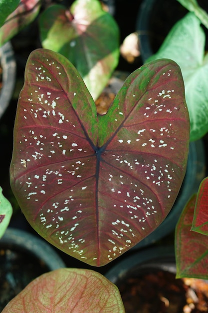 caladium bicolor w doniczce świetna roślina do dekoracji ogrodu