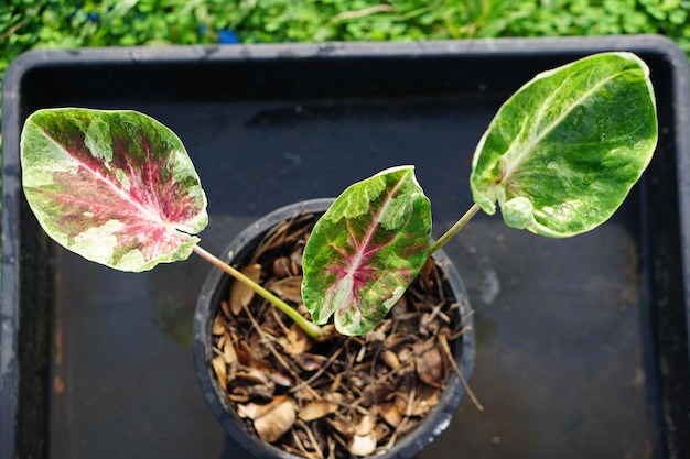 caladium bicolor w doniczce świetna roślina do dekoracji ogrodu