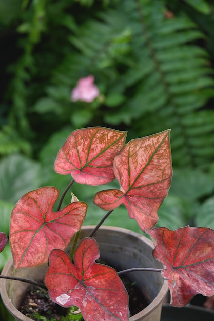 Caladium hybryda o kolorowych i żywych liściach to domowe rośliny ogrodowe