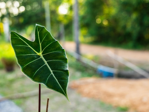 Caladium Staje Się Coraz Bardziej Popularne Jako Hobby W Azji, Co Skutkuje Wyższymi Cenami Po Wybuchu Koronawirusa.