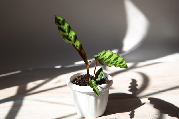 Calathea lancifolia zielony wzór zbliżenie liści na parapecie w jasnym świetle słonecznym z cieniami Rośliny doniczkowe zielony wystrój domu pielęgnacja i uprawa odmiany Marantaceae