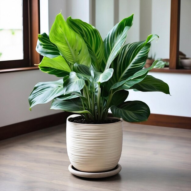 Zdjęcie calathea orbifolia zwiększa piękno twojego domu