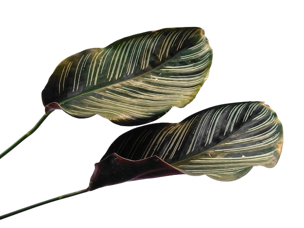 Calathea ornata Sanderiana liść na białym tle