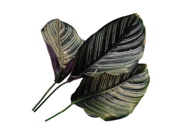 Calathea ornata Sanderiana liść na białym tle