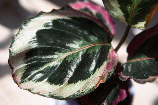 Calathea roseopicta medalion i odmiana Marion zbliżenie liść na parapecie w jasnym świetle słonecznym z cieniami Rośliny doniczkowe zielony wystrój domu pielęgnacja i uprawa