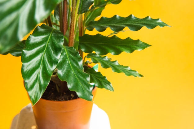 Zdjęcie calathea rufibarba zielony aksamitny liść zbliżenie rośliny doniczkowe zielony wystrój domu pielęgnacja i uprawa odmiany marantaceae