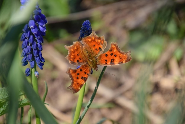 Calbum Polygonia na kwiatku