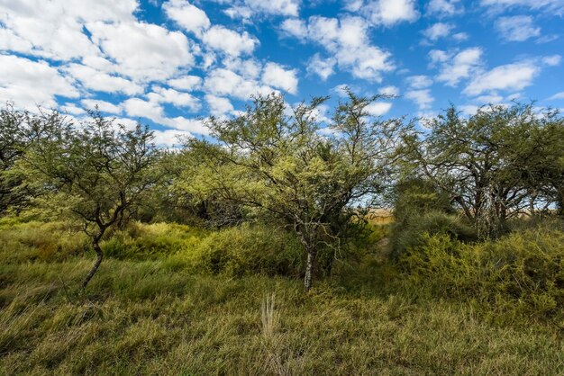 Calden las krajobrazowy La Pampa prowincja Patagonia Argentyna