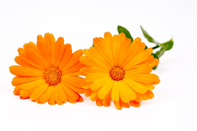 Calendula officinalis. Kwiat nagietka z izolowanym liściem