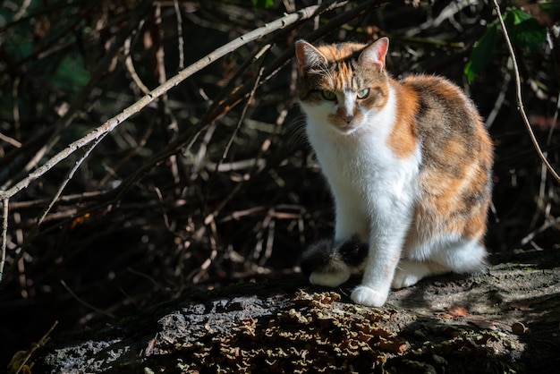 Calico kot cieszący się późnym popołudniowym jesiennym słońcem