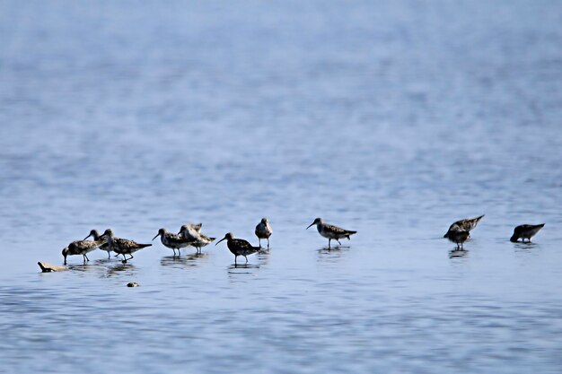 Calidris canutus - brodźc wielki to gatunek ptaka siewkowego z rodziny Scolopacidae