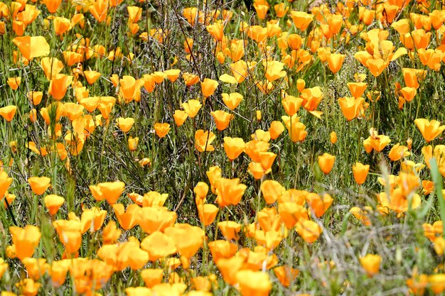 California Golden Poppy i Goldfields kwitnące w Walker Canyon, Lake Elsinore, CA. USA.