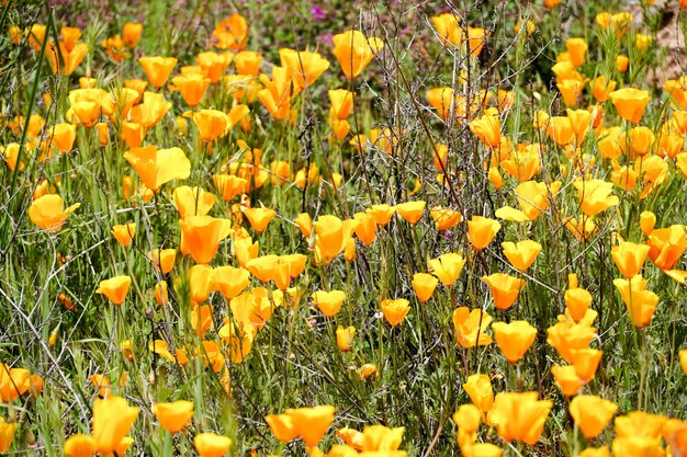 California Golden Poppy i Goldfields kwitnące w Walker Canyon, Lake Elsinore, CA. USA.