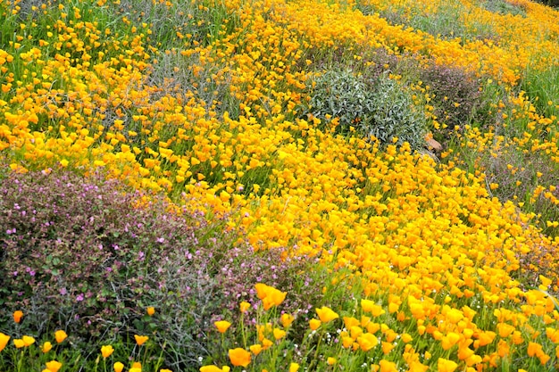 California Golden Poppy i Goldfields kwitnące w Walker Canyon, Lake Elsinore, CA. USA.