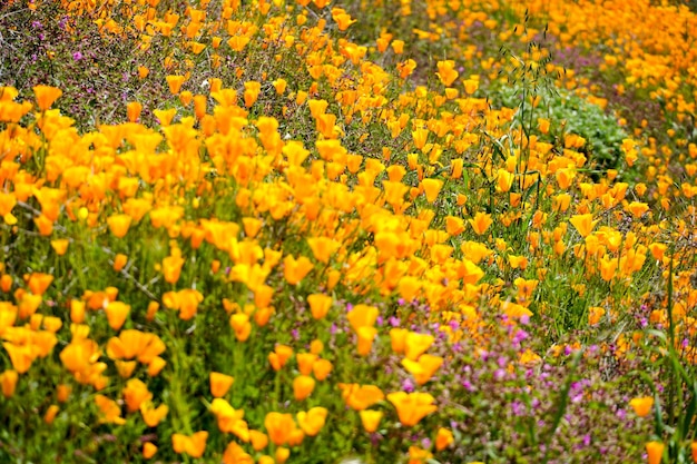 California Golden Poppy i Goldfields kwitnące w Walker Canyon, Lake Elsinore, CA.