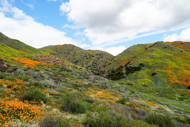 California Golden Poppy i Goldfields kwitnące w Walker Canyon, Lake Elsinore, CA.